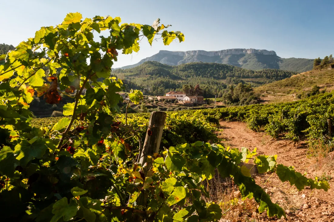 Côte du vin de Catalogne